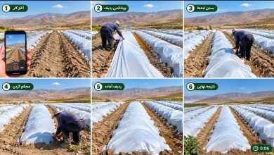 پوشش ضدسرما ضامن کشاورزی