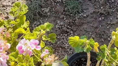 خاک سبک روفگاردن وباغبام
