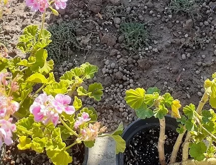 خاک سبک روفگاردن وباغبام