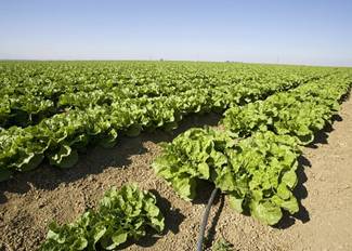 score subsurface irrigation