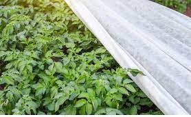 کاورمبارزه با سرمازدگی فلفل 