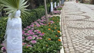 بهترین روش کنترل سرمازدگی