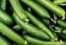 کاور سرمازدگی خیار چیست؟