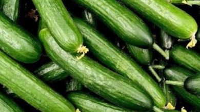 کاور سرمازدگی خیار چیست؟