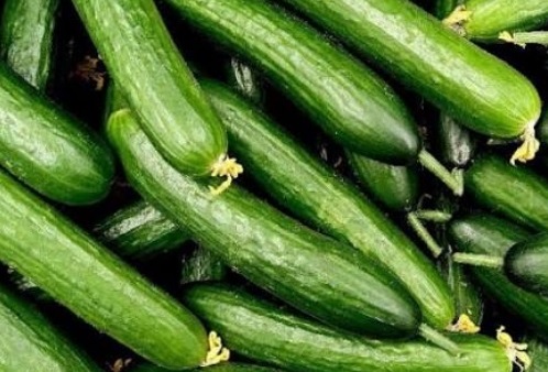 کاور سرمازدگی خیار چیست؟