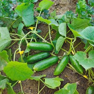 کاور سرمازدگی خیار چیست؟