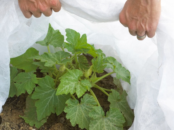 کاور سرمازدگی خیار چیست؟