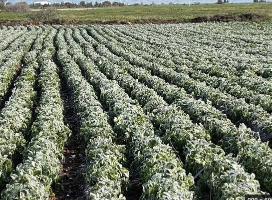تفاوت سرمازدگی با یخ‌زدگی